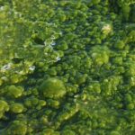 Algae-The future of Carbon Capture Technology