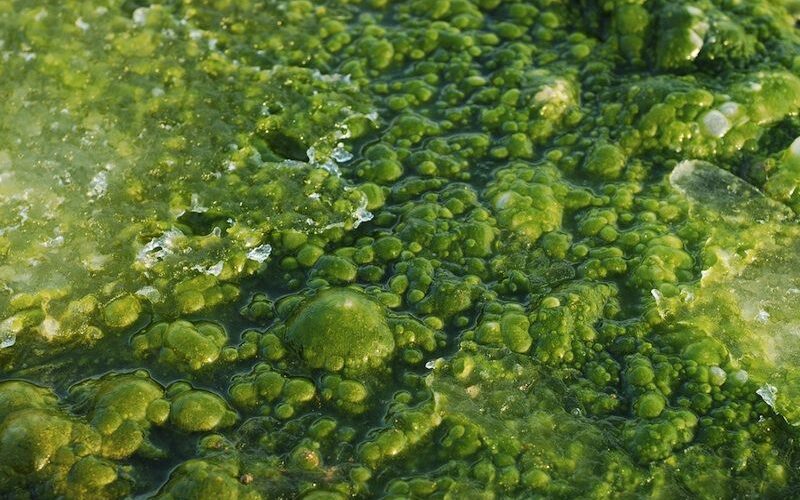 Algae-The future of Carbon Capture Technology