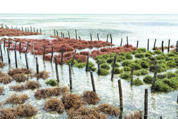 Ocean Acidification Solutions- From Sea Weed farming to Solar Powered bio-rocks.